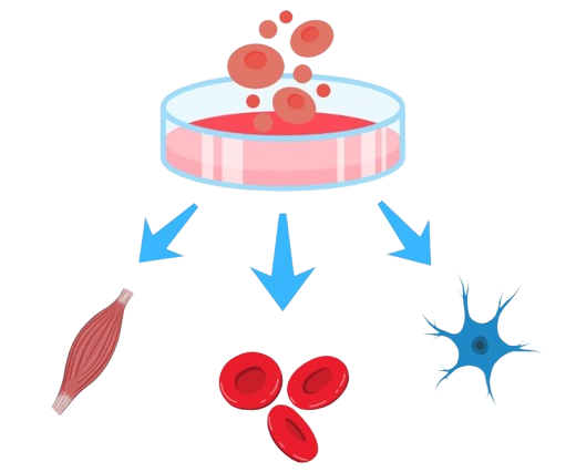 Stem cell therapy