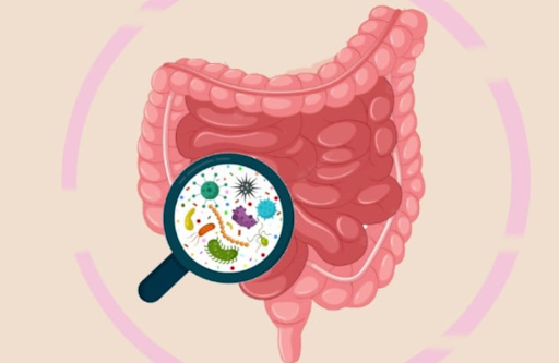Gut Microbiome Test