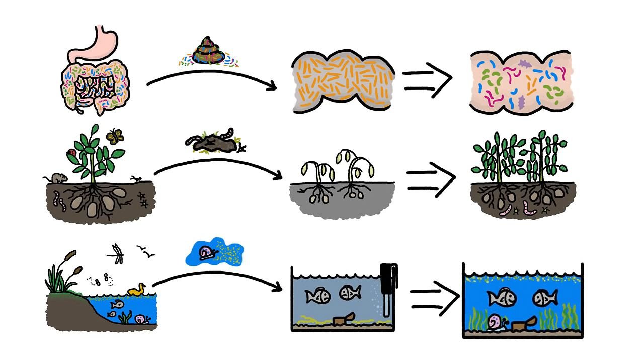 Gut Microbiota Transplantation